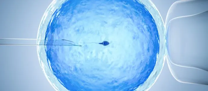 fertility process