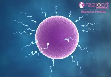 ovulation and fertility