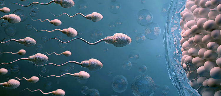 egg required for ivf